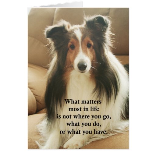 Sheltie Thank You Card Zazzle