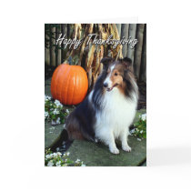 Sheltie Thanksgiving Card cards
