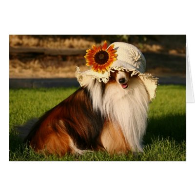 Sheltie with Hat Card by angelajhill