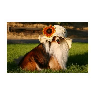 Sheltie with Hat Poster by angelajhill