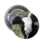 Shelton Goat Farm Pin
