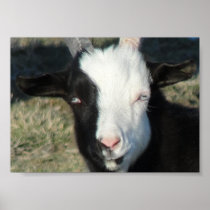 Shelton Goat Farm Posters