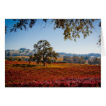Shenandoah Valley Plymouth Ca VIneyards Card