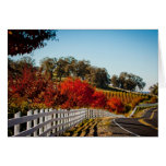 Shenandoah Valley Plymouth Ca Vineyards Cards