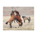 Shenanigans postcards by PhotoJunkyGeno Shenanigans postcards
