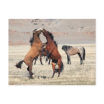 Shenanigans postcards