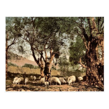 Shephard tending sheep in olive grove, Mentone, Ri Post Cards