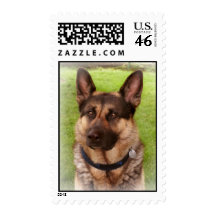 Shepherd Dog Postal Stamp