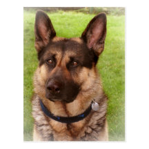Shepherd Dog Postcard