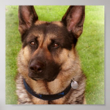 Shepherd Dog Poster Print