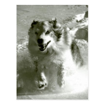 Shepherd Dog Running In Snow, Post Cards