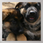 Shepherd Puppies Poster Print
