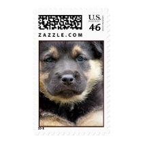 Shepherd Puppy postage