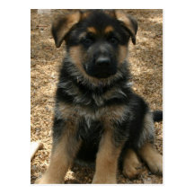Shepherd Puppy  Postcard