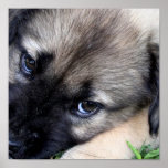 Shepherd Puppy Print
