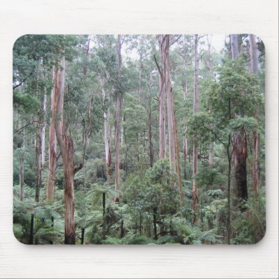 forests of australia