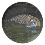 Shere-Khan-b-17 Dinner Plates