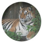 Shere-Khan-b-Shere-Khan-b-33 Plate