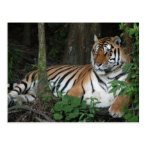 Shere-Khan-b-Shere-Khan-b-33 postcards