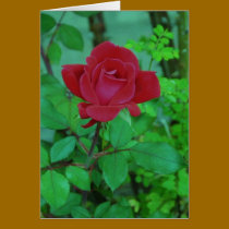 Sherry Lynn's Red Rose cards