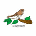 Shetha Sparrow
