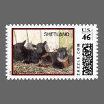 SHETLAND LAMBS ON A POSTAGE STAMP stamps