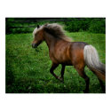 Shetland Pony 2 posters by PhiSagrado Shetland Pony 2 posters