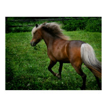 Shetland Pony 2 posters