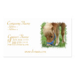 Shetland Pony Business Card