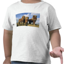 Shetland Pony, mainland Shetland Islands, Tee Shirts