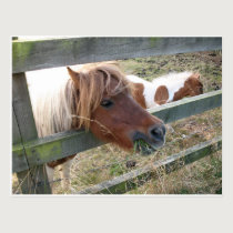 Shetland Pony Postcard (5019) postcards