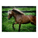 Shetland Pony posters by PhiSagrado Shetland Pony posters