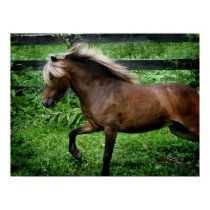 Shetland Pony posters