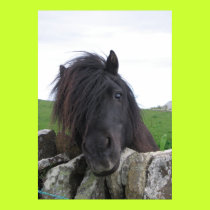 Shetland Pony Poster posters