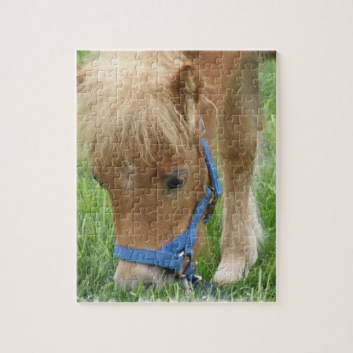 Shetland Pony  Puzzle