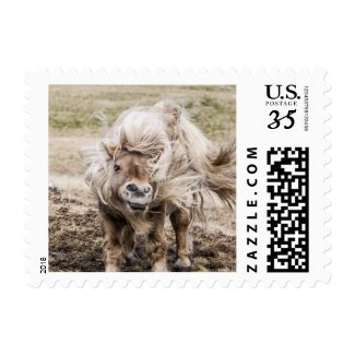 Shetland pony stallion postage stamp
