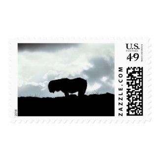 Shetland Pony Stamp
