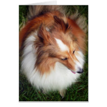 Shetland Sheep Dog cards by rozmcq Shetland Sheep Dog cards