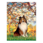 Shetland Sheepdog 1 - Spring Post Card