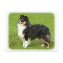 Shetland Sheepdog 9B055D-06 postcards