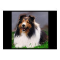 Shetland Sheepdog Art Print