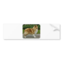 Shetland Sheepdog bumper stickers by TraffordPhotos Shetland Sheepdog bumper stickers