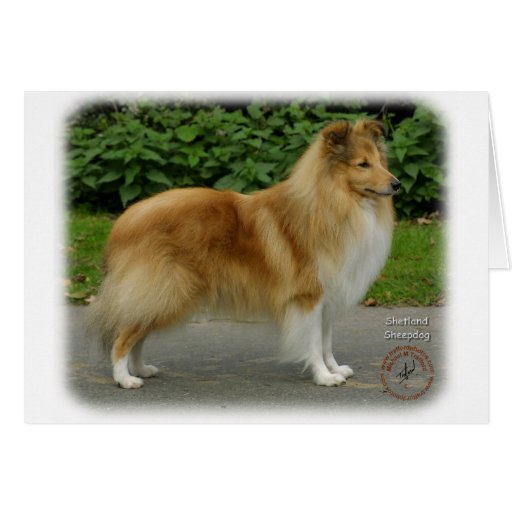Shetland Sheepdog Cards