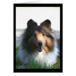 Shetland Sheepdog Greeting Cards