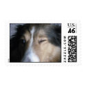 Shetland Sheepdog postage by elisabethkonopacki Shetland Sheepdog postage