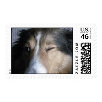 Shetland Sheepdog postage