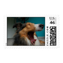 Shetland Sheepdog postage