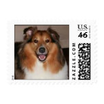 Shetland Sheepdog postage stamp
