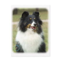 Shetland Sheepdog postcards