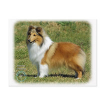 Shetland Sheepdog postcards